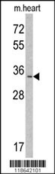 MLF1 Antibody (N-term)