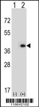 MLF1 Antibody (N-term)