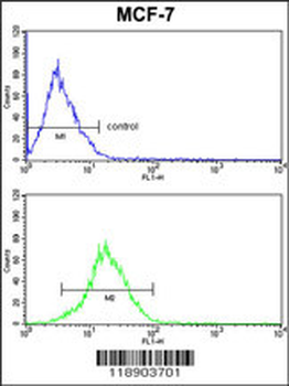 KRT13 Antibody (N-term)