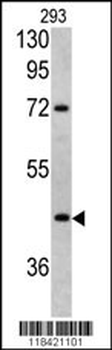 LRG1 Antibody (Center)