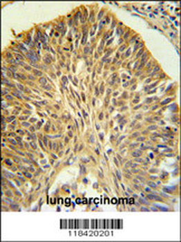LRG1 Antibody (N-term)