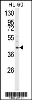 LRG1 Antibody (N-term)