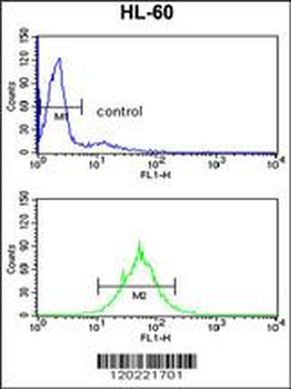 PSME2 Antibody (Center)