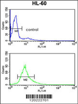 PSME2 Antibody (C-term)