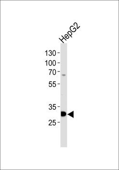 PSME2 Antibody (C-term)