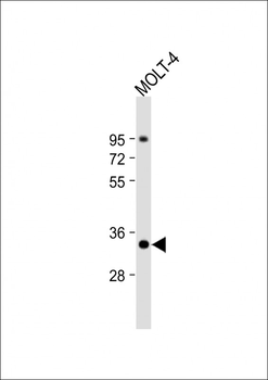 ZWINT Antibody (Center)