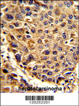 SPCS3 Antibody (C-term)