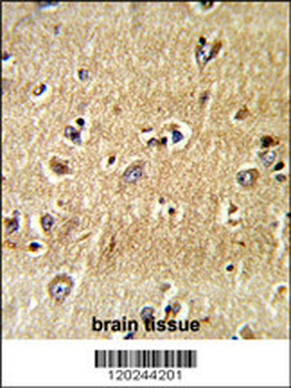 SCFD1 Antibody (C-term)