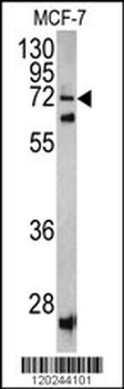 SCFD1 Antibody (C-term)
