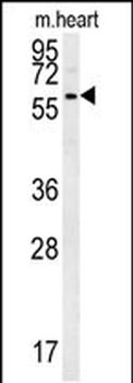 PRELP Antibody (Center)