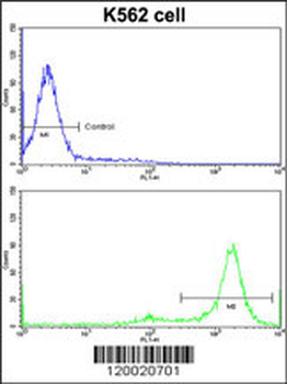 MTBP Antibody (C-term)