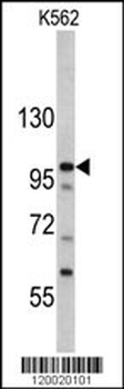 MTBP Antibody (C-term)