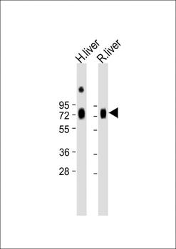 HPX Antibody (Center)