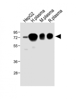 HPX Antibody (Center)