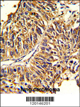 HMGCS1 Antibody (Center)