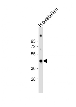 GAS7 Antibody (C-term)