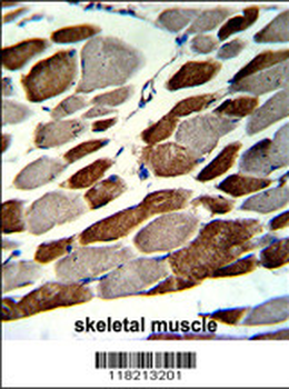 EMILIN1 Antibody (N-term)