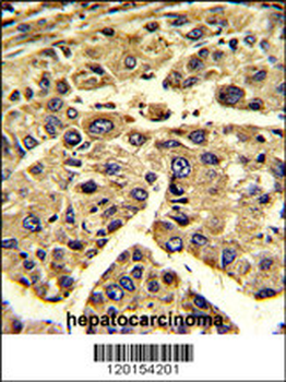 EIF3H Antibody (C-term)