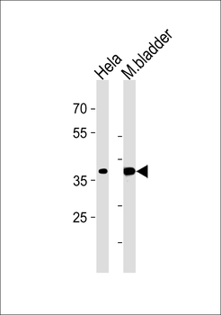 EIF3H Antibody (C-term)