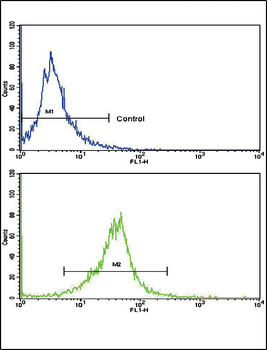 CACNG5 Antibody (C-term)