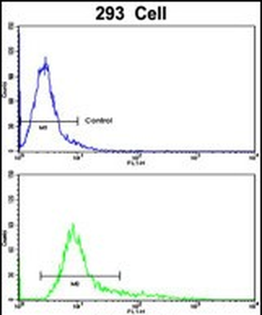 TIEG2 Antibody (N-term)