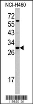 SFRS5 Antibody (Center Y85)