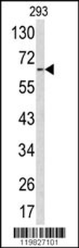 RNGTT Antibody (C-term)