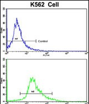 CCRN4L Antibody (C-term)