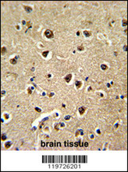 BAALC Antibody (N-term)