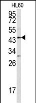 ASPN Antibody (Center)