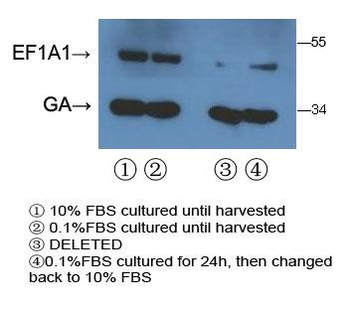 EEF1A1/ EEF1A2 Antibody (N-term)