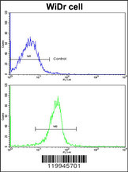KLF6 Antibody (N-term)