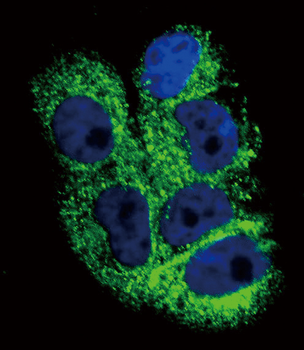 COL6A1 Antibody (C-term)