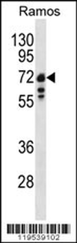 Lamin B1 Antibody (C-term)