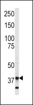 Annexin V Antibody (C-term)