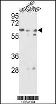 GNS Antibody (Center S298)