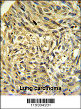 FKBP14 Antibody (N-term)