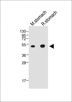 CTSE Antibody (Center)