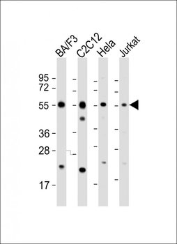 CASP8 Antibody (C-term)