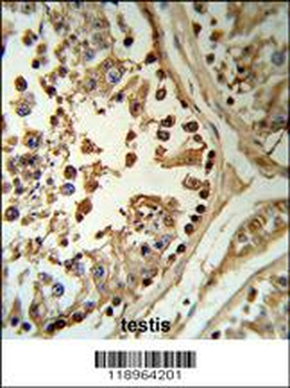 SETD8 Antibody (Center)