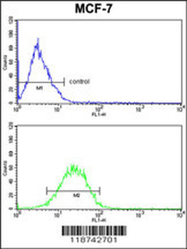 CASA Antibody (Center)