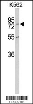 CPZ Antibody (N-term)