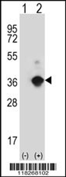 ANGPTL7 Antibody (N-term)