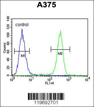 ACTR2 Antibody (Center)