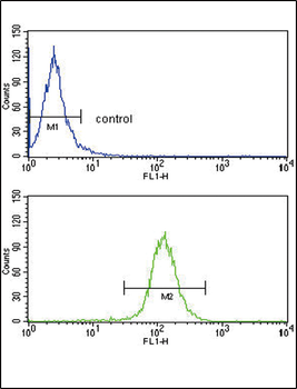 ABCG1 Antibody (Center)