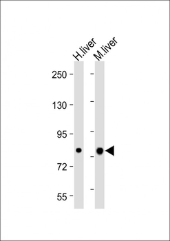 ABCG1 Antibody (N-term)