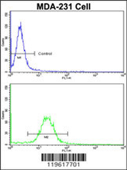 EMD Antibody (C-term)