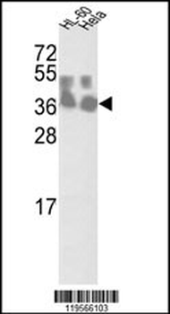 CLNS1A Antibody (Center)