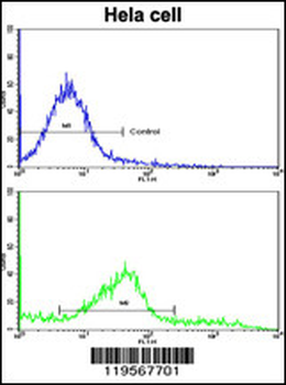 CLNS1A Antibody (C-term)