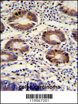 CLNS1A Antibody (C-term)